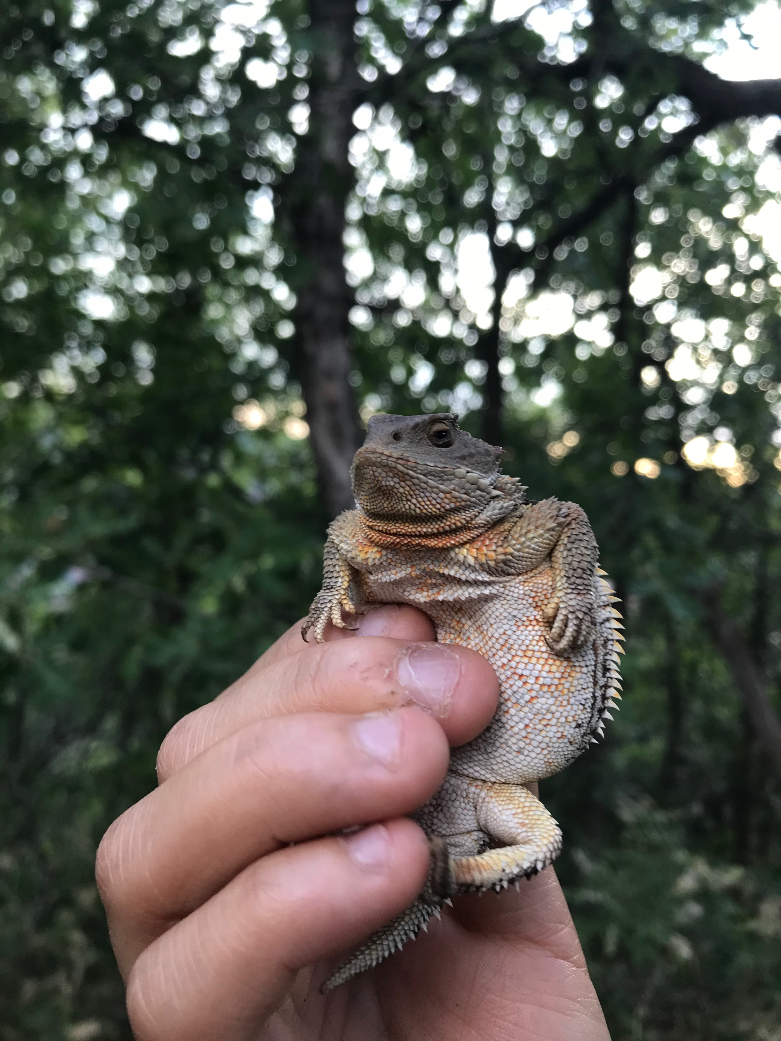 Searching for Lizards